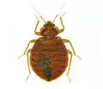 Bed Bug Control