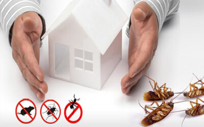Pest Control Techniques and Pest Prevention