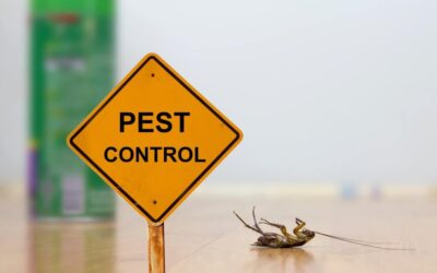 Pest Control in Dhaka – The Right Solutions For You