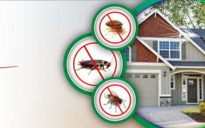 Household Pests in Dhaka and How to Control Them
