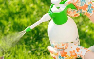 Pest Control: Natural vs Chemical Solutions