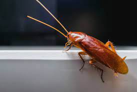What is the Best Control for Cockroaches