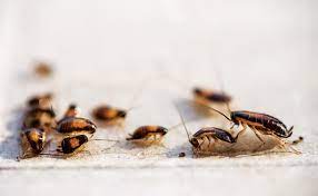 Cockroach Control Home Remedies