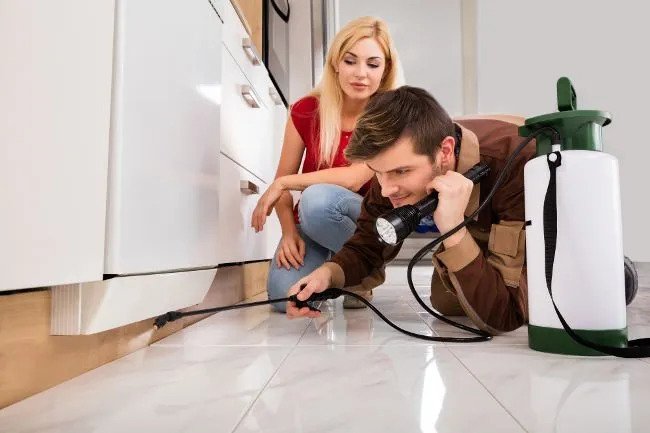 Professional Termite Treatment vs. DIY Treatment