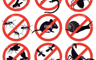Why DIY Pest Control is a Bad Idea?